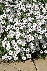 Supertunia Vista Silverberry Petunia (Petunia 'Supertunia Vista Silverberry') at The Mustard Seed
