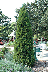 Emerald Green Arborvitae (Thuja occidentalis 'Smaragd') at The Mustard Seed