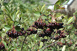 Autumn Magic Black Chokeberry (Aronia melanocarpa 'Autumn Magic') at The Mustard Seed