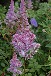 Purple Candles Astilbe (Astilbe chinensis 'Purple Candles') at The Mustard Seed
