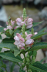 Turtlehead (Chelone glabra) at The Mustard Seed