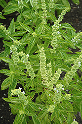 Genovese Emily Basil (Ocimum basilicum 'Genovese Emily') at The Mustard Seed