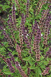 Thai Basil (Ocimum basilicum 'Thai') at The Mustard Seed