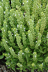Greek Basil (Ocimum basilicum 'Greek') at The Mustard Seed