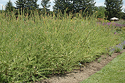 Flamingo Willow (Salix integra 'Flamingo') at The Mustard Seed