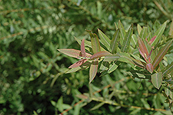 Flamingo Willow (Salix integra 'Flamingo') at The Mustard Seed