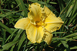 Erin Lea Daylily (Hemerocallis 'Erin Lea') at The Mustard Seed
