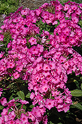 Flame Pink Garden Phlox (Phlox paniculata 'Flame Pink') at The Mustard Seed