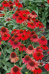 Sombrero Salsa Red Coneflower (Echinacea 'Balsomsed') at The Mustard Seed
