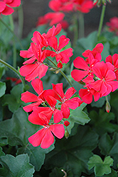 Caliente Coral Geranium (Pelargonium 'Caliente Coral') at The Mustard Seed