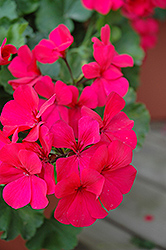 Caliente Dark Rose Geranium (Pelargonium 'Caliente Dark Rose') at The Mustard Seed