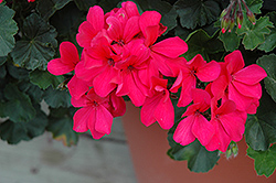 Caliente Hot Coral Geranium (Pelargonium 'Caliente Hot Coral') at The Mustard Seed