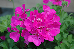 Caliente Lavender Geranium (Pelargonium 'Caliente Lavender') at The Mustard Seed