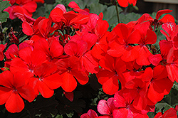 Caliente Orange Geranium (Pelargonium 'Caliente Orange') at The Mustard Seed
