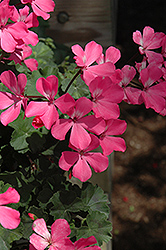 Caliente Pink Geranium (Pelargonium 'Caliente Pink') at The Mustard Seed