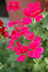 Caliente Rose Geranium (Pelargonium 'Caliente Rose') at The Mustard Seed