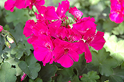 Calliope Lavender Rose Geranium (Pelargonium 'Calliope Lavender Rose') at The Mustard Seed
