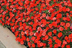 SunPatiens Compact Electric Orange New Guinea Impatiens (Impatiens 'SakimP025') at The Mustard Seed
