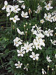 Snowdrop Windflower (Anemone sylvestris 'Grandiflora') at The Mustard Seed