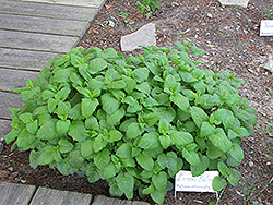 Lemon Balm (Melissa officinalis) at The Mustard Seed