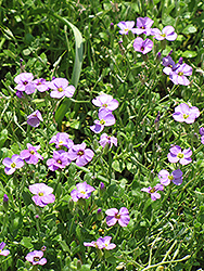 Rock Cress (Aubrieta columnae) at The Mustard Seed
