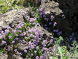 Rock Cress (Arabis caerulea) at The Mustard Seed
