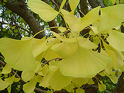 Autumn Gold Ginkgo (Ginkgo biloba 'Autumn Gold') at The Mustard Seed