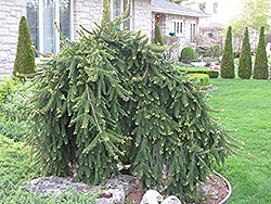 Weeping Norway Spruce (Picea abies 'Pendula') at The Mustard Seed
