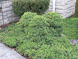 Dwarf Japanese Garden Juniper (Juniperus procumbens 'Nana') at The Mustard Seed