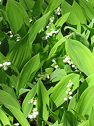 Lily-Of-The-Valley (Convallaria majalis) at The Mustard Seed