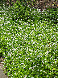 Sweet Woodruff (Galium odoratum) at The Mustard Seed