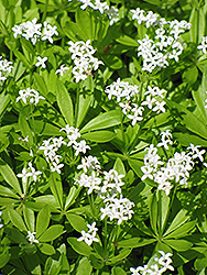 Sweet Woodruff (Galium odoratum) at The Mustard Seed