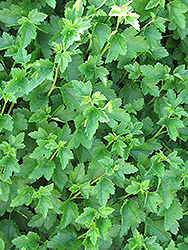 Alpine Currant (Ribes alpinum) at The Mustard Seed