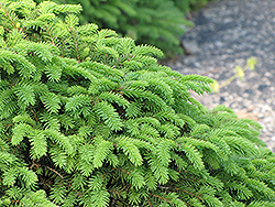 Birds Nest Spruce (Picea abies 'Nidiformis') at The Mustard Seed
