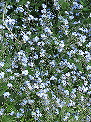Forget-Me-Not (Myosotis sylvatica) at The Mustard Seed