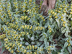 Hermann's Pride Yellow Archangel (Lamiastrum galeobdolon 'Hermann's Pride') at The Mustard Seed
