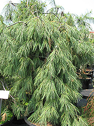 Weeping White Pine (Pinus strobus 'Pendula') at The Mustard Seed