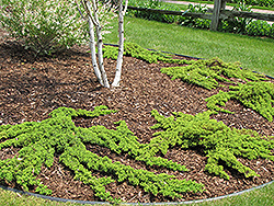 Dwarf Japanese Garden Juniper (Juniperus procumbens 'Nana') at The Mustard Seed