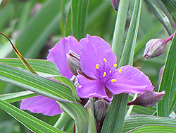 Concord Grape Spiderwort (Tradescantia x andersoniana 'Concord Grape') at The Mustard Seed