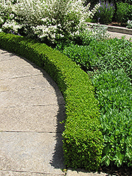 Green Velvet Boxwood (Buxus 'Green Velvet') at The Mustard Seed