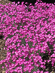 Firewitch Pinks (Dianthus gratianopolitanus 'Firewitch') at The Mustard Seed