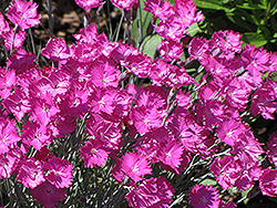 Firewitch Pinks (Dianthus gratianopolitanus 'Firewitch') at The Mustard Seed