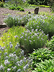 Narrow-Leaf Blue Star (Amsonia hubrichtii) at The Mustard Seed