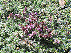 Wooly Thyme (Thymus pseudolanuginosis) at The Mustard Seed