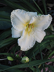 Sunday Gloves Daylily (Hemerocallis 'Sunday Gloves') at The Mustard Seed