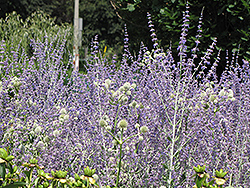 Little Spire Russian Sage (Perovskia 'Little Spire') at The Mustard Seed