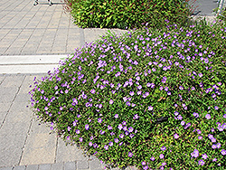 Rozanne Cranesbill (Geranium 'Rozanne') at The Mustard Seed