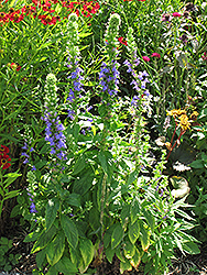 Blue Cardinal Flower (Lobelia siphilitica) at The Mustard Seed