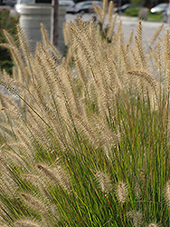 Hameln Dwarf Fountain Grass (Pennisetum alopecuroides 'Hameln') at The Mustard Seed