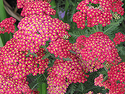 Galaxy Paprika Yarrow (Achillea millefolium 'Paprika') at The Mustard Seed